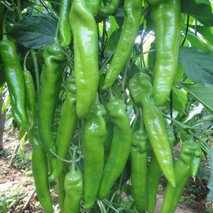 长丰318辣椒种子苗羊角辣阳台菜园椒种籽春季四季高产蔬菜种苗