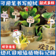 幼儿园花卉盆栽绿植标签标识牌多肉标签T型插牌园艺植物标签户外防水防晒标记标示牌插图牌花盆牌