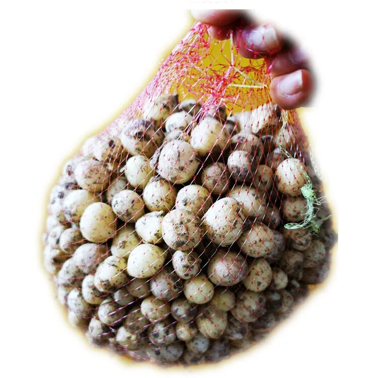 [山尖百合]食用农产品野苦蒜头野苦藠施农家肥不用化肥农药除草剂