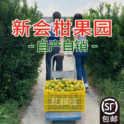 礼柑坊新会柑果园直摘顺丰包邮