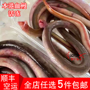 福建漳州本港海捕血鳗油筷新鲜海鲜血鳝血龙活冻煲汤煮粥鳗鱼水产