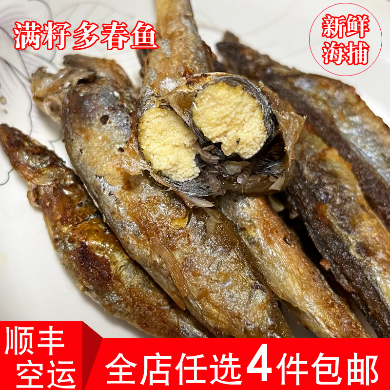 福建闽南新鲜多春鱼满籽鲜活海鲜水产带籽多籽鱼煎炸烧烤食材海鱼