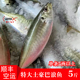 东山岛养殖巴浪鱼福建漳州特产土豪巴浪鱼新鲜海鲜特大竹筴鱼 5斤