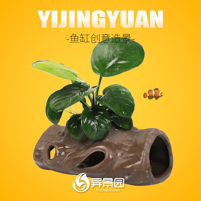 莫斯屋陶罐定植观赏鱼虾