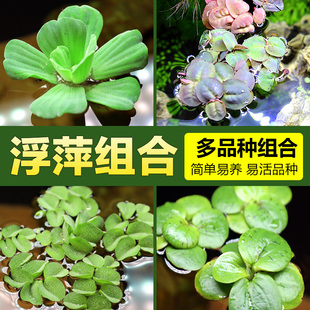 浮萍水草水芙蓉养鱼龟缸造景装 饰水培植物水葫芦水草池塘净化水质