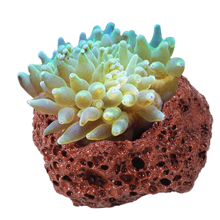 奶嘴海葵窝小丑鱼繁殖罐深海淡海通用珊瑚窝地毯鱼窝水草鱼缸造景