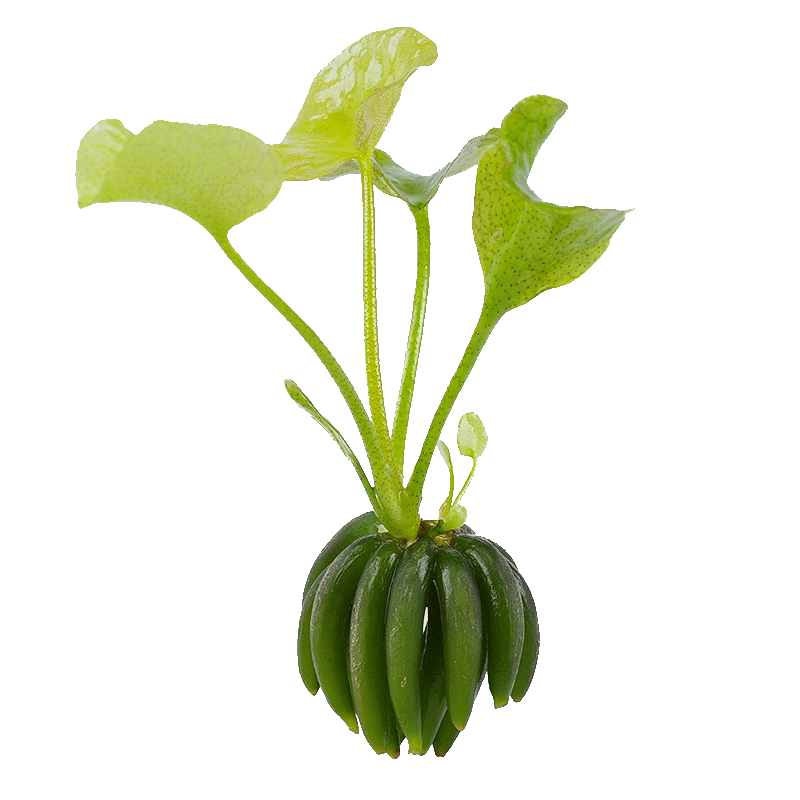 香蕉草水草植物真草鱼缸水草