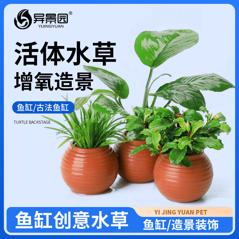 鱼缸水草陶罐定植套餐天然净化增氧绿菊蜈蚣草阴性水培榕高成活率