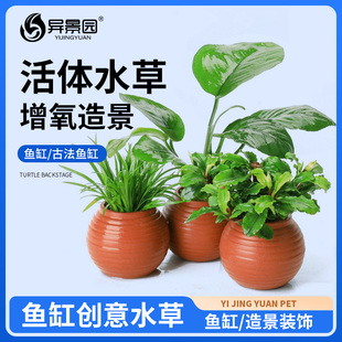 鱼缸水草陶罐定植套餐天然净化增氧绿菊蜈蚣草阴性水培榕高成活率