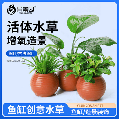鱼缸水草陶罐定植套餐天然净化增氧绿菊蜈蚣草阴性水培榕高成活率