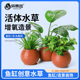 鱼缸水草陶罐定植套餐天然净化增氧绿菊蜈蚣草阴性水培榕高成活率