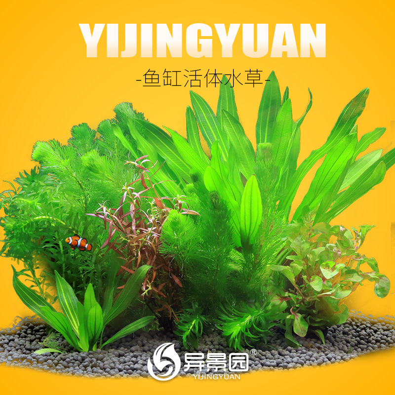 活体真水草植物造景套餐