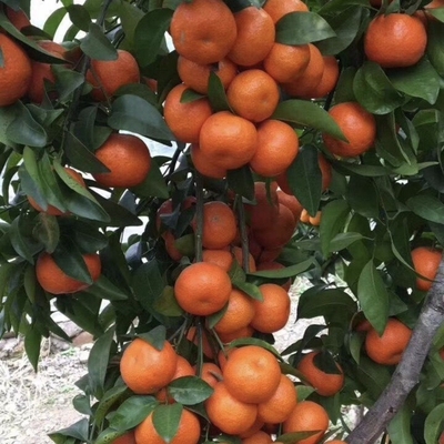 砂糖橘桂林沙糖桔现摘现发