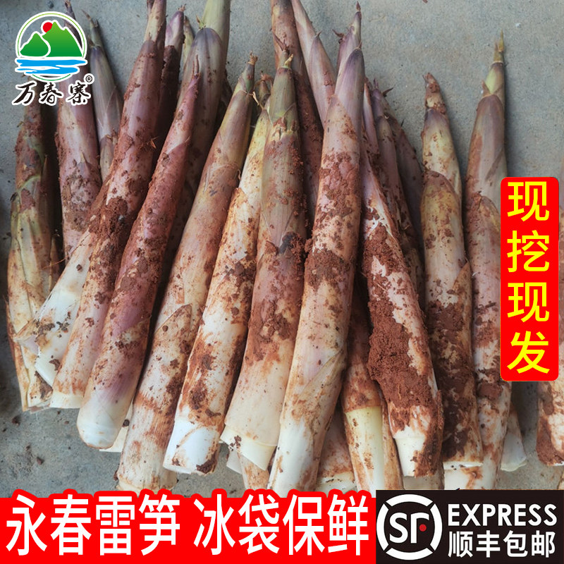万春寨永春雷笋新鲜春笋现挖现发5斤当季蔬菜顺丰包邮