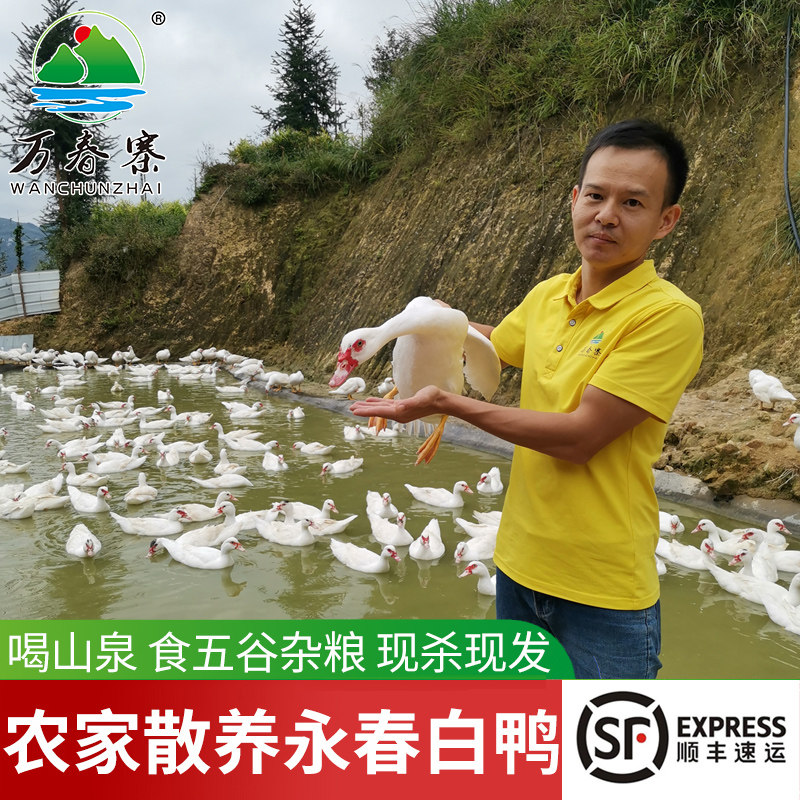 万春寨 永春白鸭净重3斤 农家红脸番鸭 现杀生鲜鸭子鸭肉土鸭麻鸭