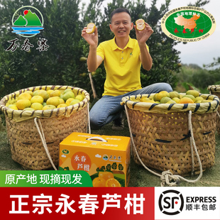 万春寨正宗永春芦柑10斤礼盒精品大果整箱柑桔蜜橘子桔子顺丰发货