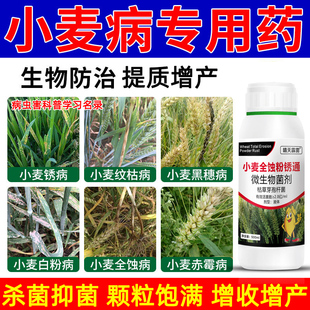 小麦专用药小麦杀菌剂锈病纹枯病白粉病黑穗病全蚀病根腐病专用药
