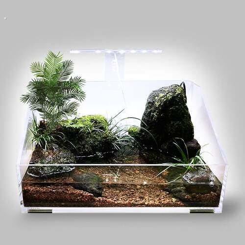 水陆缸你来试试生态造景