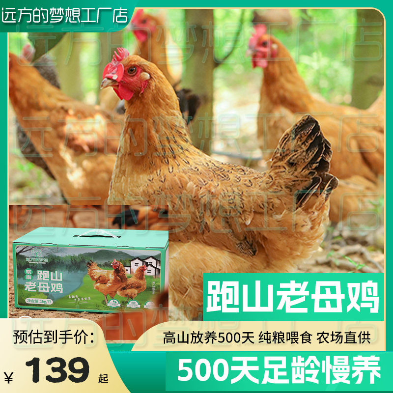 山林散养600天老母鸡炖汤补