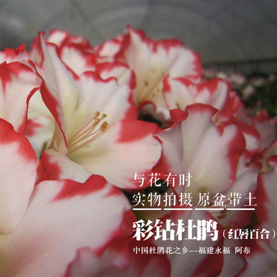 包邮彩钻红唇百合比利时西洋杜鹃带花苞J四季开花庭院阳台盆栽花