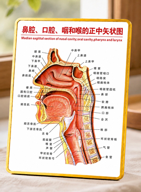 鼻腔口腔咽和喉正中矢状图摆件耳鼻喉诊所诊室科普装饰展示牌