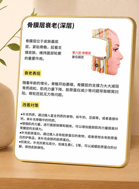 骨膜层衰老知识科普摆台美容院皮肤管理工作室桌面装饰摆件