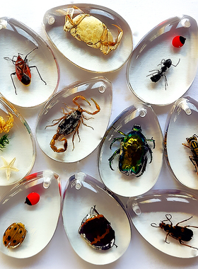 树脂密封真实昆虫昆虫琥珀标本