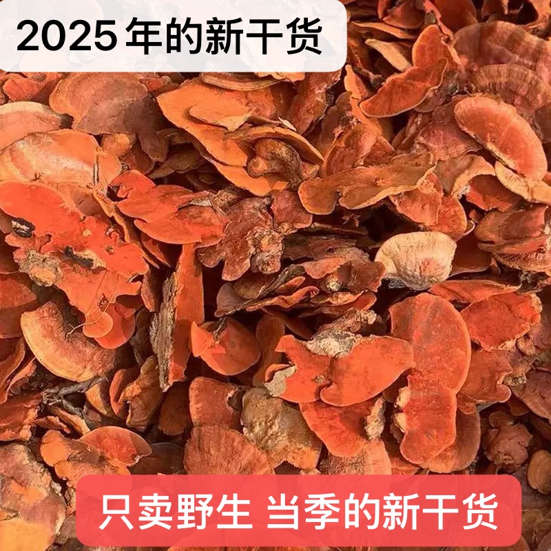 中药材牛樟芝正宗云南深山纯野生牛樟芝红栓菌红樟芝血灵芝