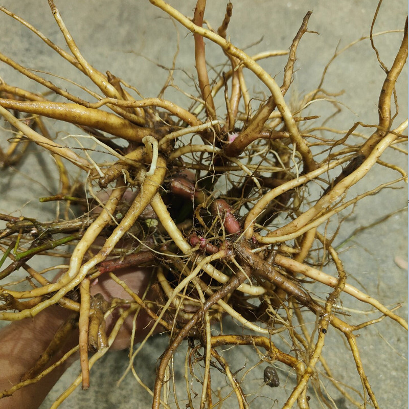 新鲜中药材 土牛膝 鸡掇鼻 倒扣草 土牛七  白牛膝根新货