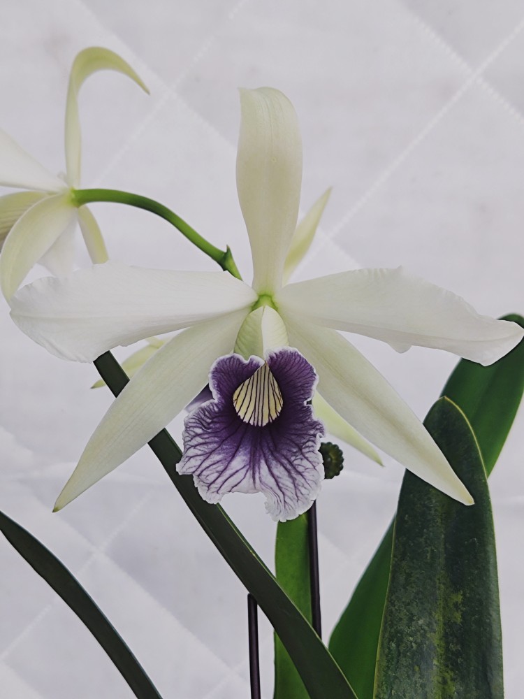 旭美兰花 Lc purpurata var. warkhauseri* sib.No1.灰藍唇婆婆