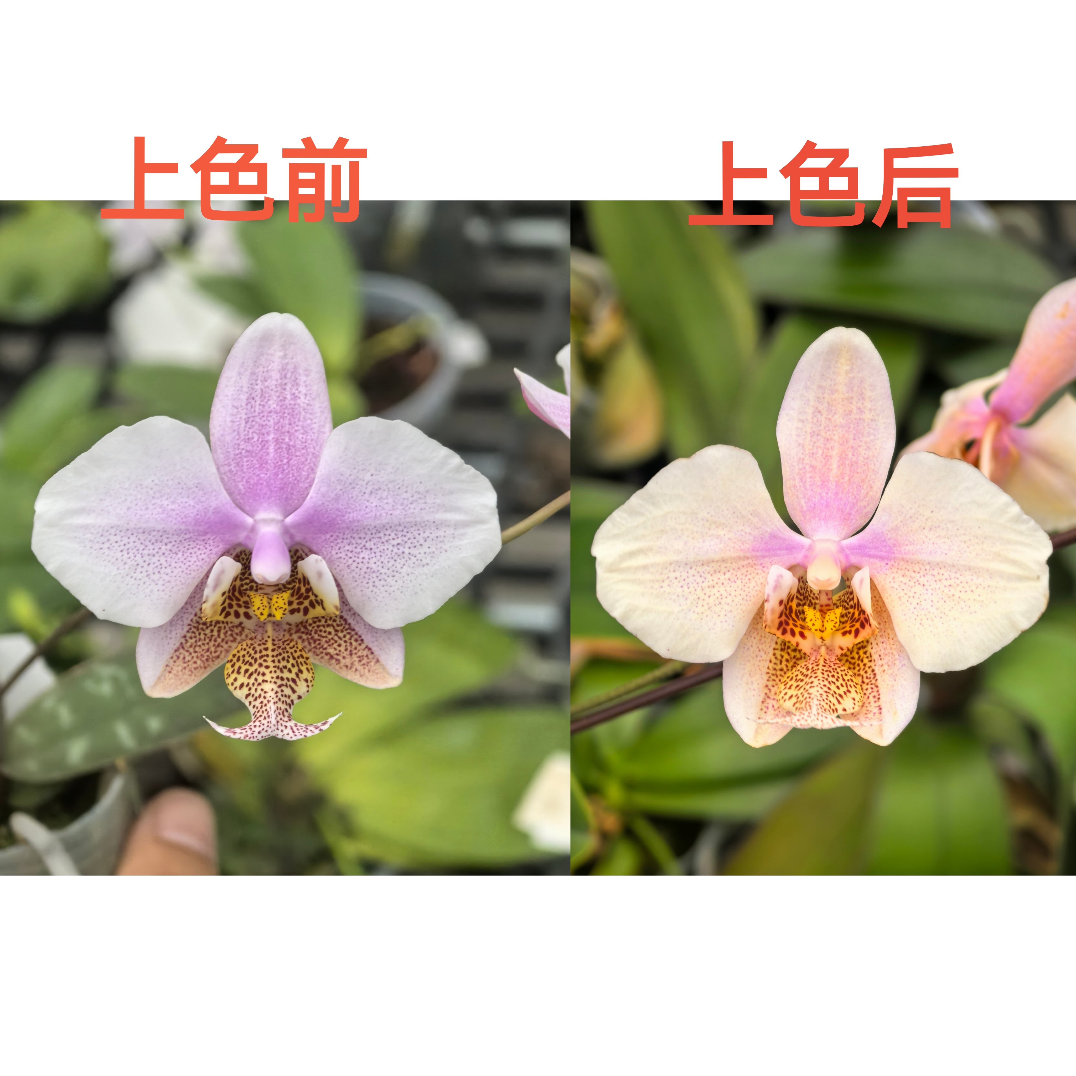 2.8寸 JG2420西交黄史  苗子(实生)