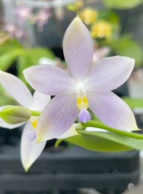 721 2.8寸23FR 一物一拍