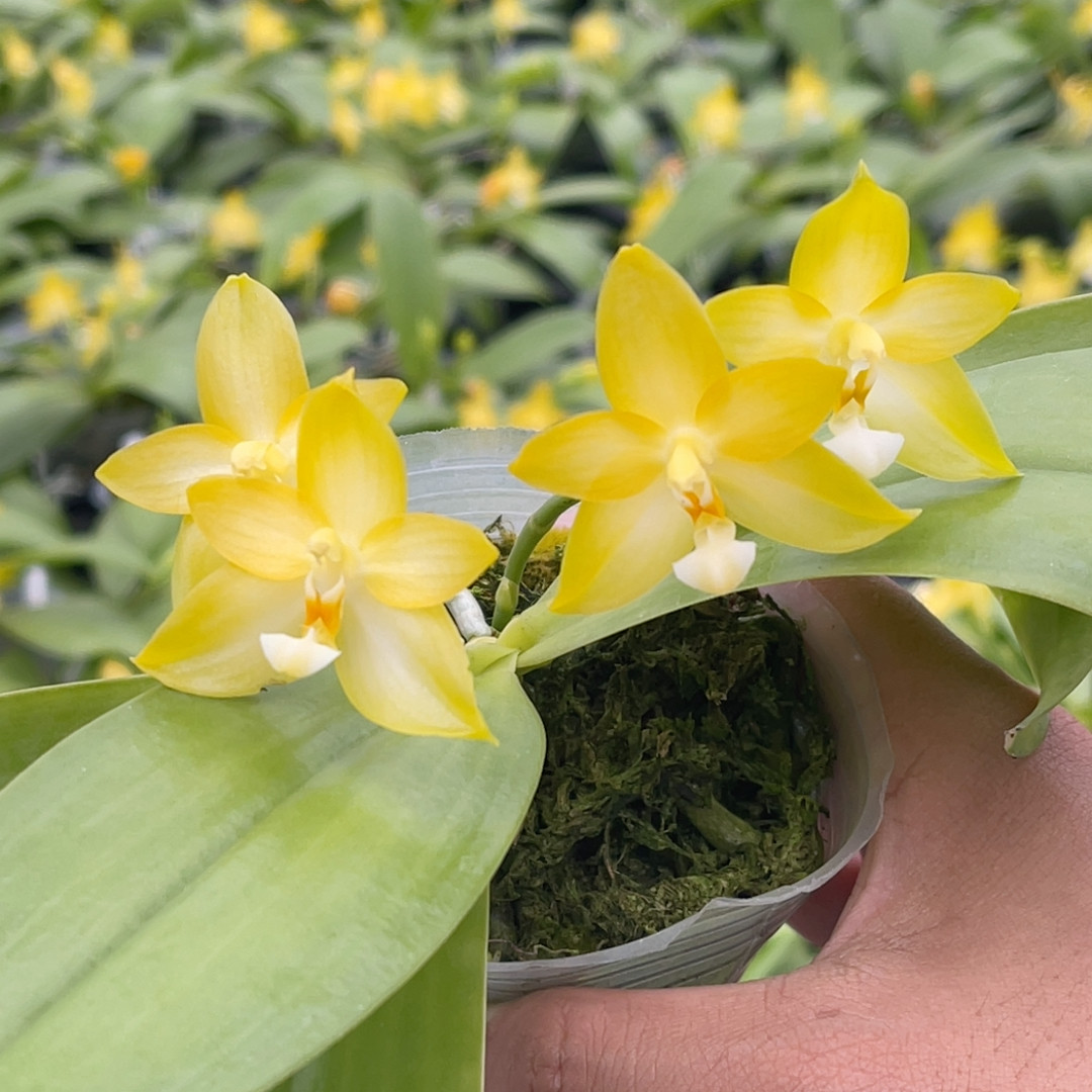 2.8寸开花株 白河明月 福利量拍不选