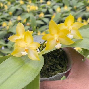2.8寸开花株 白河明月 福利量拍不选