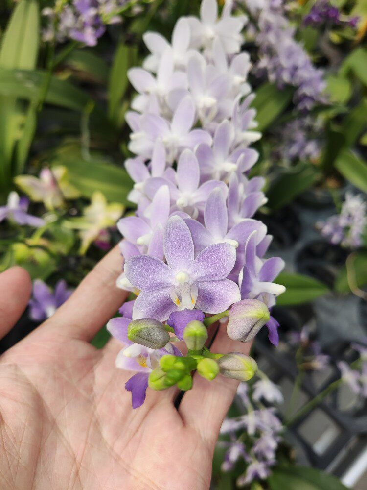 旭美兰花 蓝星趣味蝴蝶兰盆栽绿植