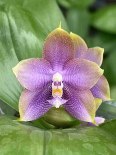 旭美杰哥兰园原生种珍奇类蝴蝶兰MCL242 弥陀迷魂阵