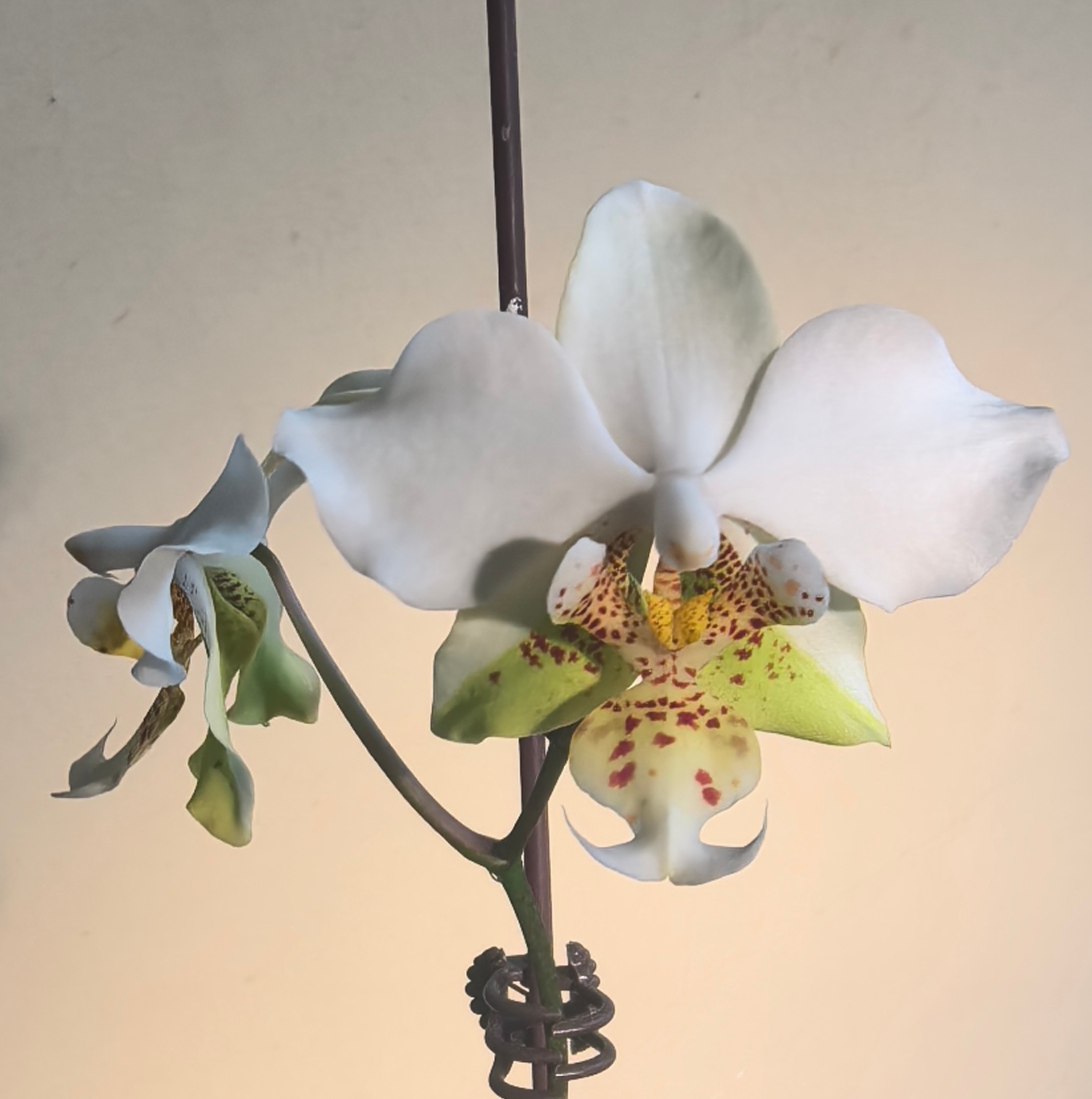 2.8寸苗子 史塔基兄弟交 实生苗