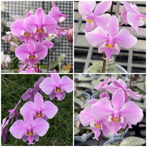 旭美兰花JG2317 西蕾丽(swrm609交汉白玉)实生苗