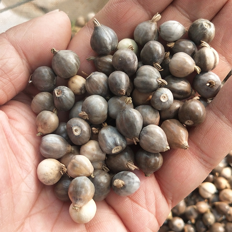 大粒种子籽可做手链串佛珠草菩提籽草珠门帘 枕芯庭院大田