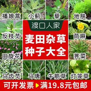 20种麦田杂草种子播娘蒿小蓟灰藜地肤子反枝苋苘麻田旋花马齿苋籽