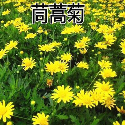 种子多年生金黄色木播花籽茼蒿花菊茼蒿木春菊木种子茼蒿四季