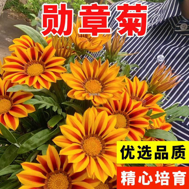 勋章子种籽易活四季种子盆栽室内外播种开花菊花进口花卉阳台植物图片