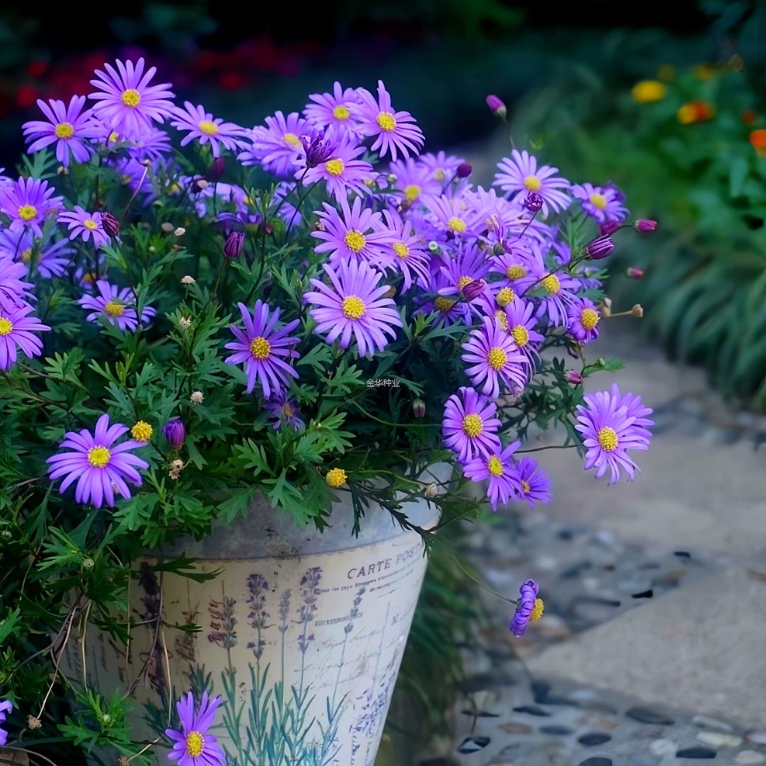 蓝小耐寒紫菀雏菊花籽多年生紫菀纽约宿根蓝色种子玛格丽特荷兰菊
