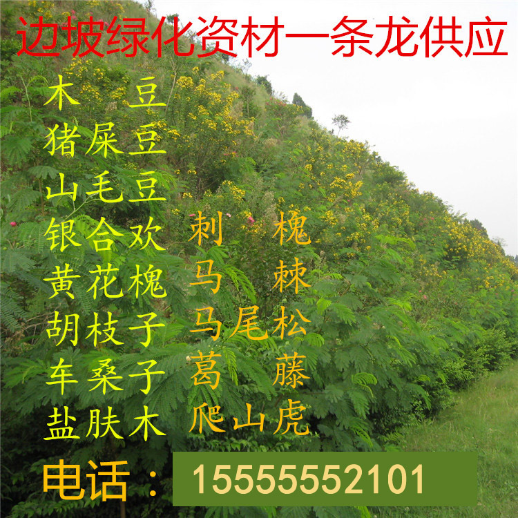 护坡灌木种子 山毛豆木豆猪屎豆银合欢刺槐胡枝子紫穗槐多花木兰