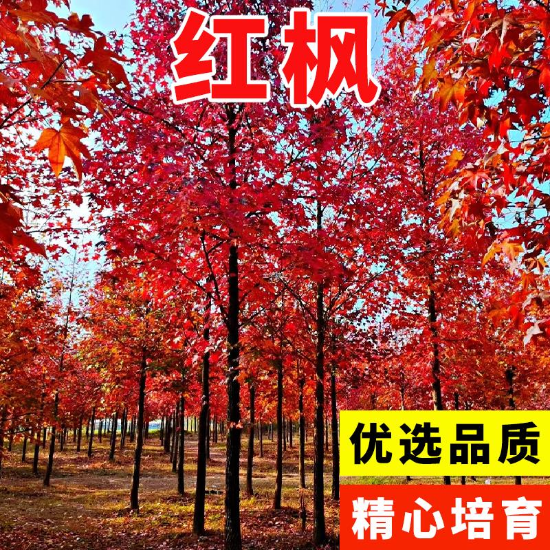 美国种子红保证高出枫树种子红枫发芽率鲜红正宗苗好枫叶