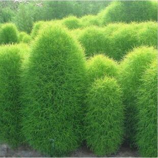 地肤种子扫帚草种子绿草草坪种子花卉种子庭院观赏地肤子种子