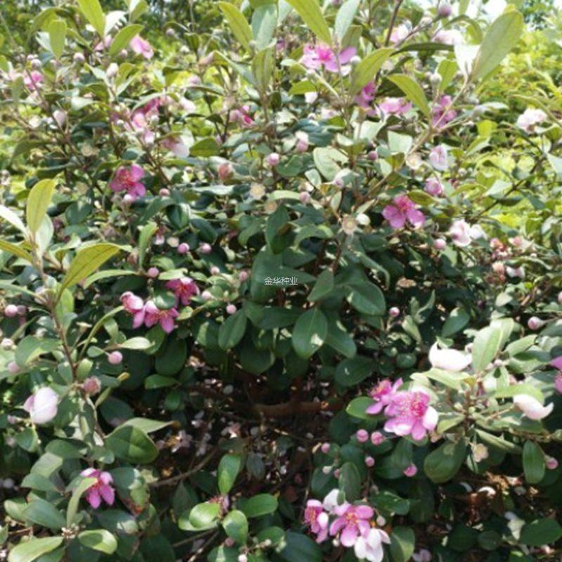 山种子当梨根桃树种桃金娘林木哆尼多莲菍仲尼稔子树苗舅娘当泥籽