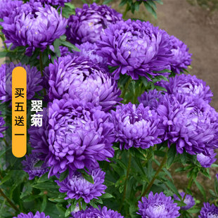 翠菊种子江西腊七月蓝菊花籽可切花庭院花镜室内外阳台盆栽春秋播