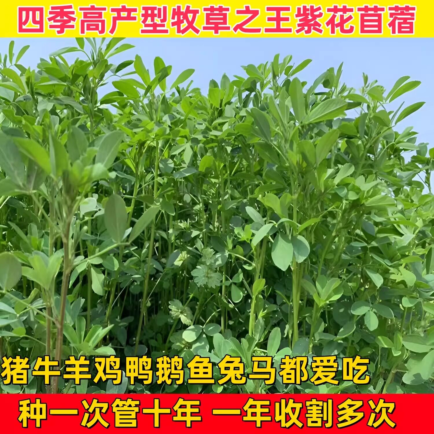 进口多年生紫花苜蓿木须草种子四季高产喂牛羊鸡鹅养兔子鱼牧草籽