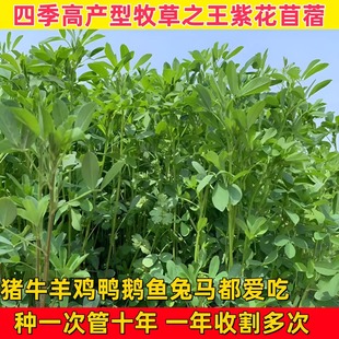 进口多年生紫花苜蓿木须草种子四季高产喂牛羊鸡鹅养兔子鱼牧草籽